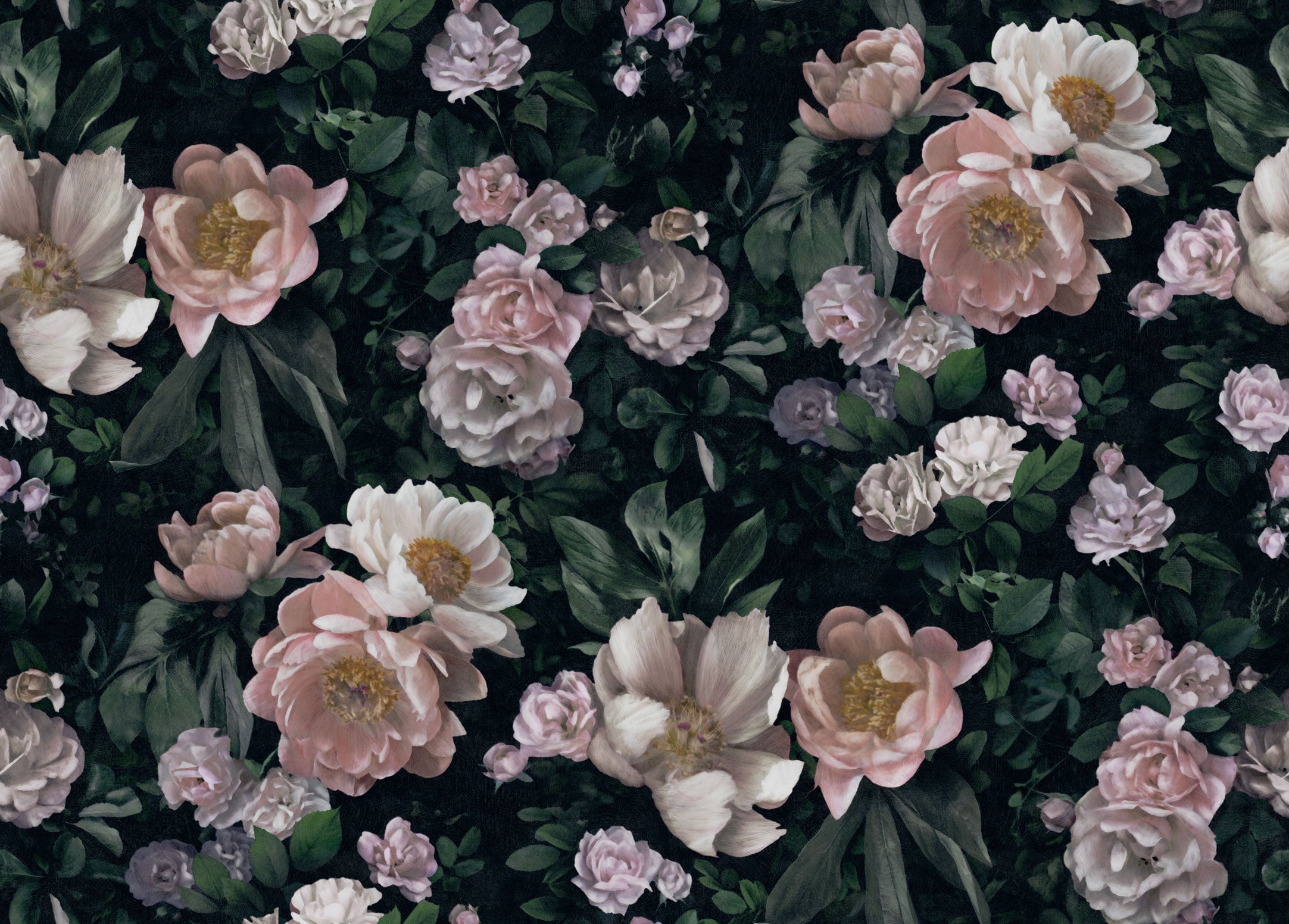 New Dawn Rose