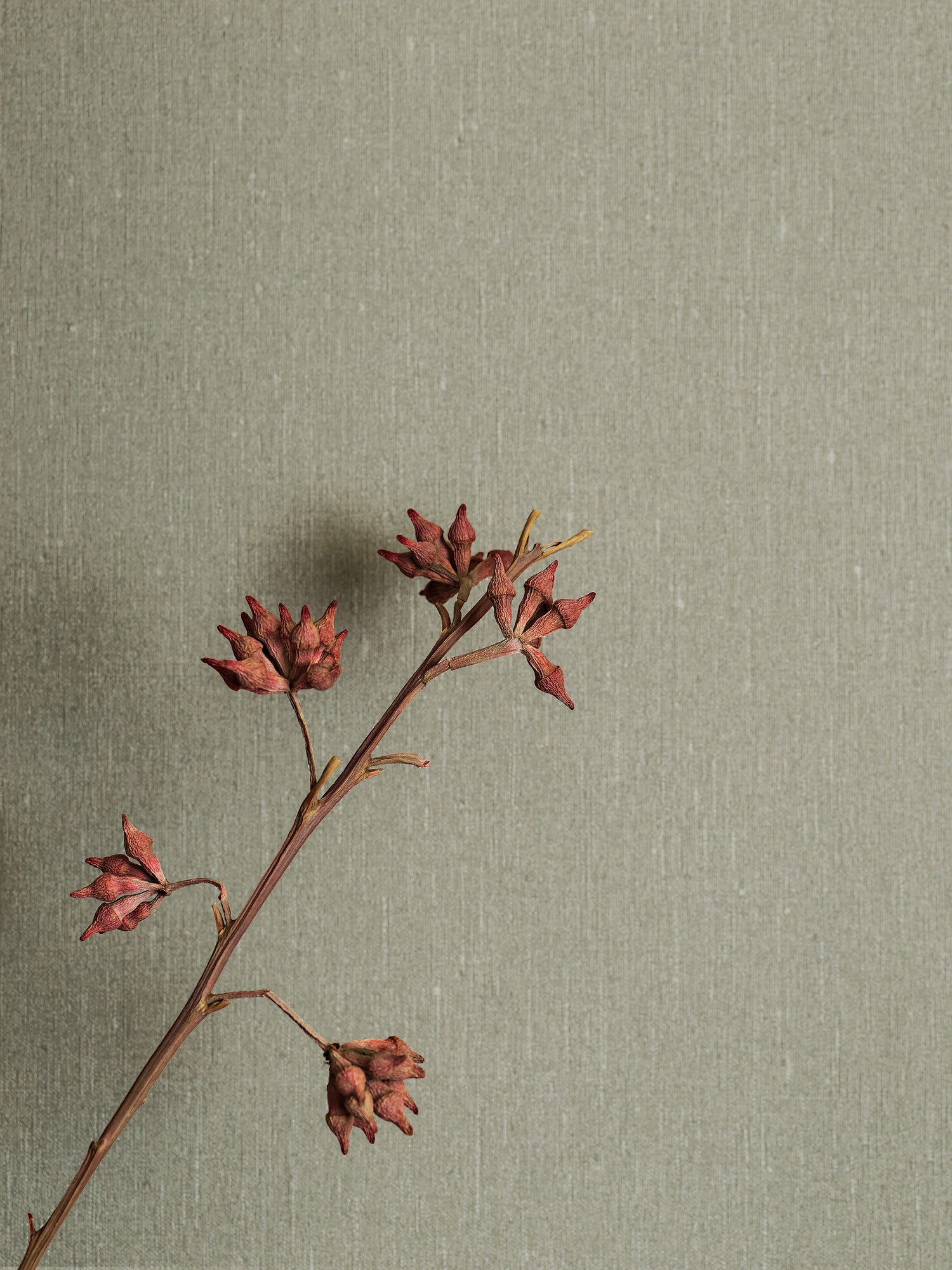 Soft Olive tapet 4335