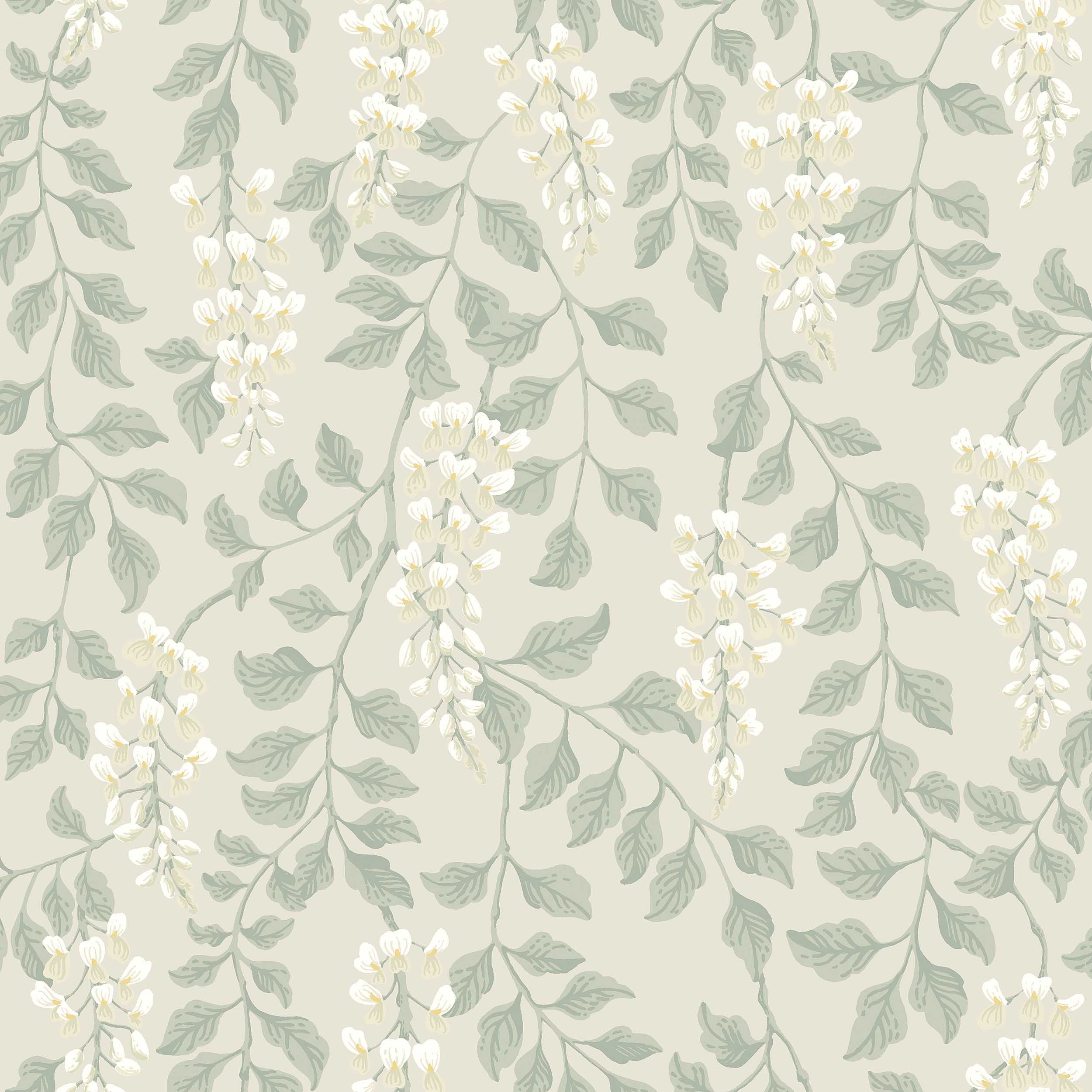 Blåregn, Beige